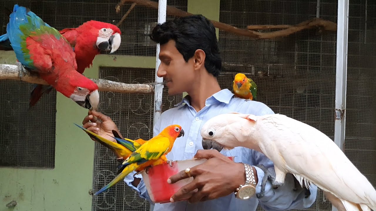 Story Of Parrot Dipankar / Wonderful Journey Of Parrot Dipankar. YouTube