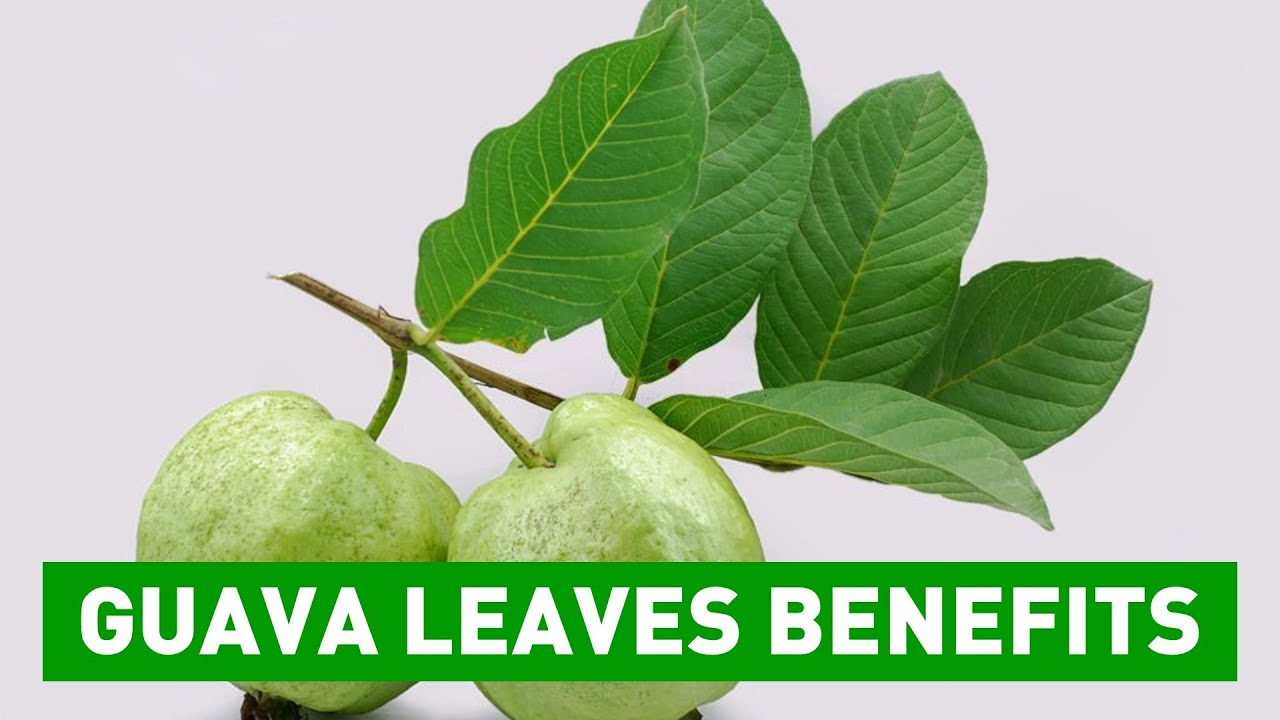 Discover the Powerful Health Benefits of Guava Leaves! YouTube