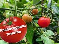 Кладоспориоз (макроспориоз) томатов