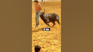 Bị Bò Tót Đâm - Chuyện Gì Sẽ Xảy Ra? 🐂