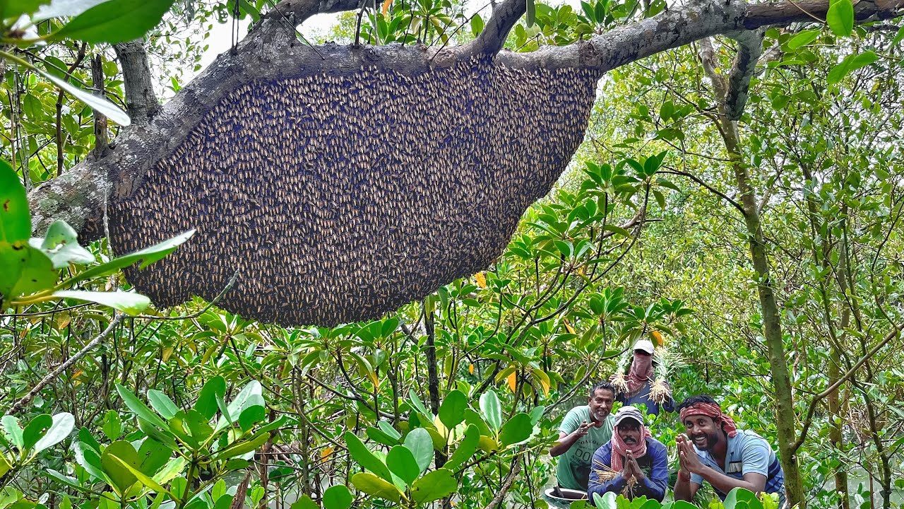 মেঘ বৃষ্টির কারণে মধু কাটতে গিয়ে,ভয়াবহ  বিপদের মুখে পড়লাম Honny harvesting!!!