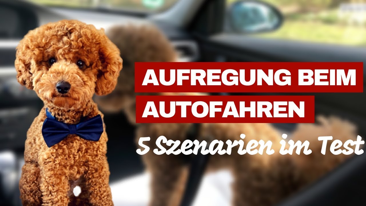 [Test] Aufregung vom Hund beim Autofahren reduzieren 5 Szenarien mit