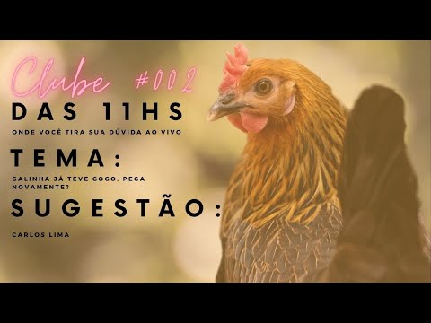 Galinha que já teve GOGO, pega novamente? | CLUBE DAS 11 | Carlos Lima