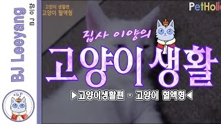 [고양이 생활] 고양이 혈액형