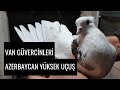 Azerbaycan Yüksek Uçuş Güvercinleri ve Van Güvercinleri | Azerbaycan and Van Pigeons Video || Birds