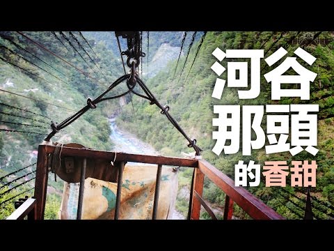 【台中和平梨山何勇文父子】河谷那頭的香甜