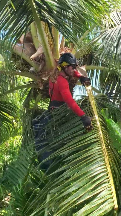 Can you trim a palm tree with a chainsaw? #tropics #palmtrees #maui
