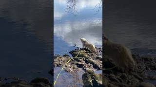 Cairn terrier thinks he’s spotted the Loch Ness monster on his Scottish holiday