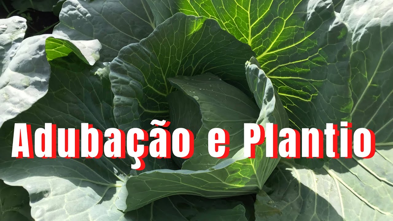 Como iniciar o cultivo de Repolho 🤔