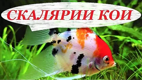Скалярии Кои. Содержание в аквариуме, разведение, уход, совместимость