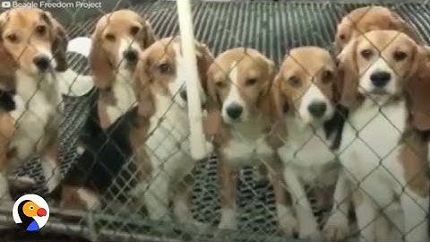 Dogs Tested On In Labs Get A Second Chance | The Dodo