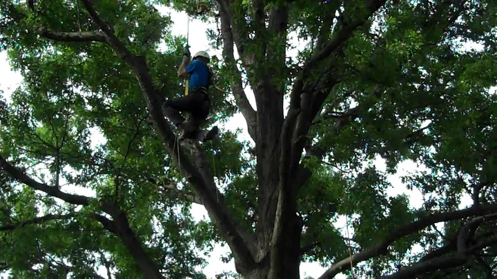 Jerel Footlock- Terry Hughes Tree Service