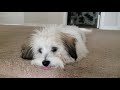 Havanese puppy with too much energy