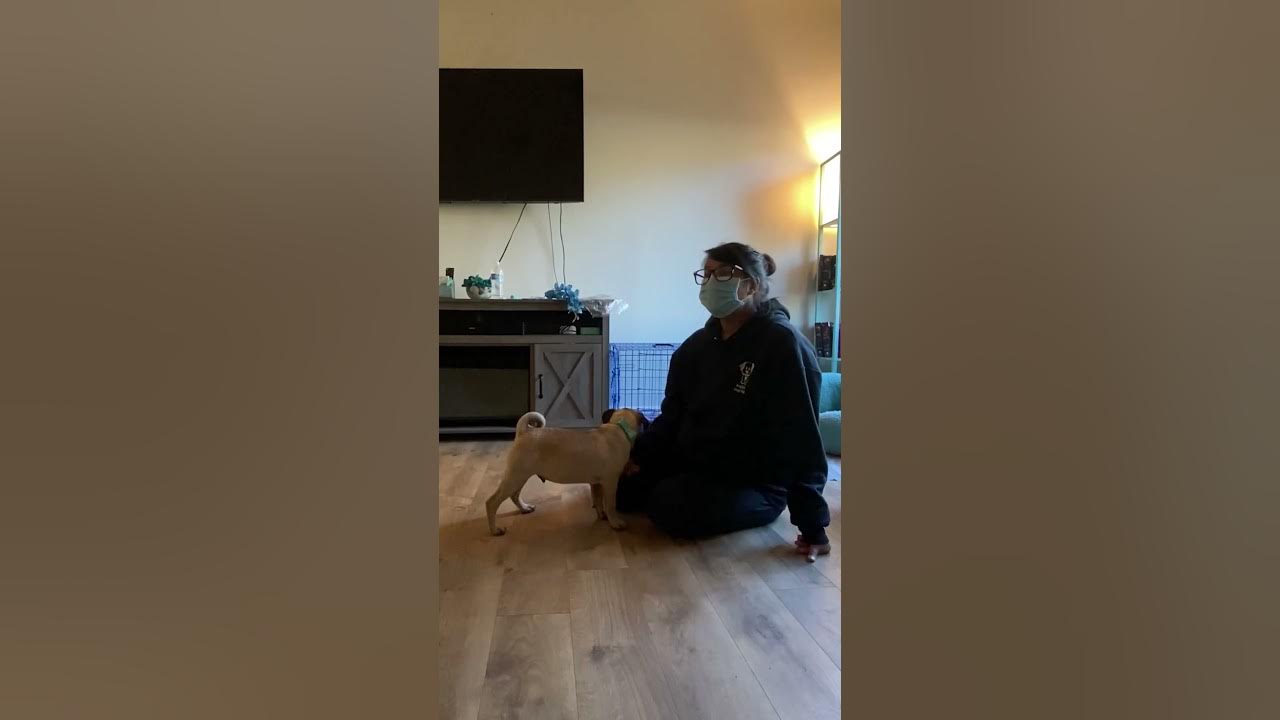 Potty Training Pug YouTube