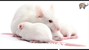 Tiếng kêu động vật HÌNH ẢNH VÀ TIẾNG KÊU CỦA CON CHUỘT 02 sounds and image of the MOUSE