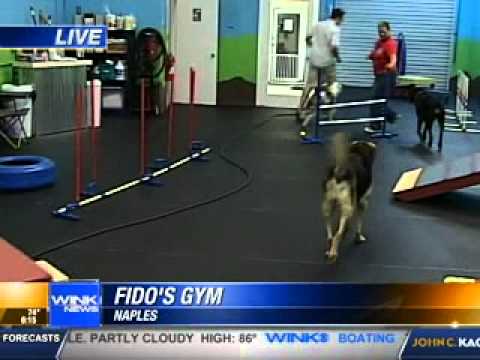 indoor dog playground billy bee indoor dog gym and playground opening in naples wink news youtube indoor dog playground billy bee indoor dog gym and playground opening in naples wink news youtube