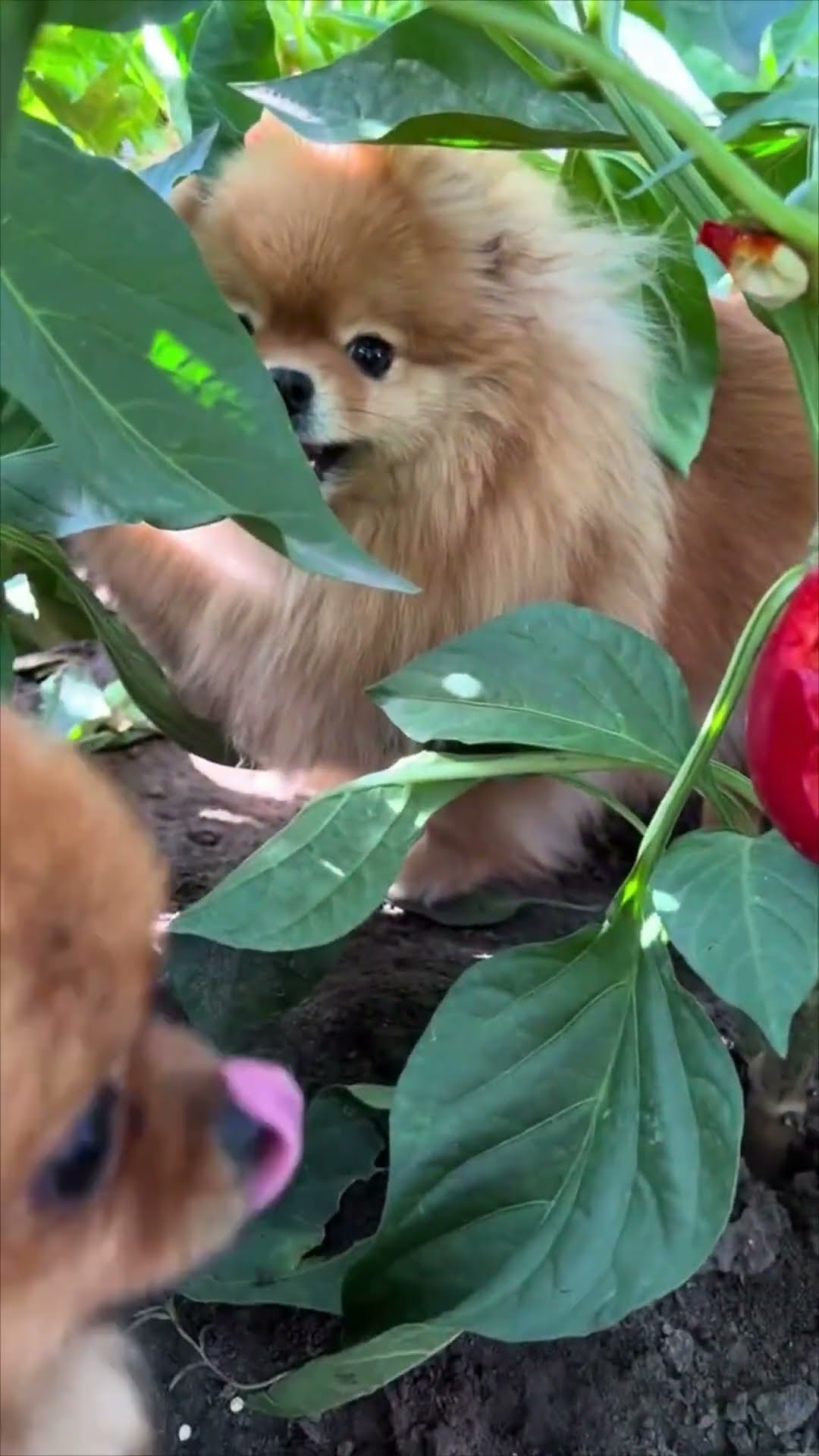 Group of Spitz Munching on Sweet Pepper Plants