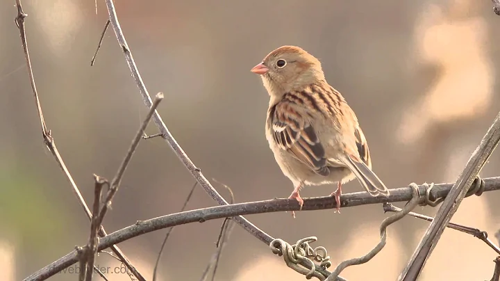 Field Sparrow