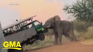 Elephant caught on camera attacking safari truck