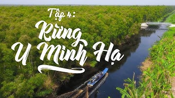 Tập 4 - RỪNG U MINH HẠ | Series CÀ MAU ĐỔI MỚI 🌳 "Lá phổi xanh" độc đáo vùng cực Nam