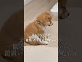 柴犬って子犬やったら可愛すぎてwwwww