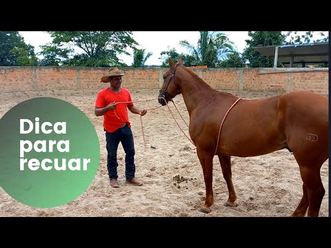 Vídeo: Como Gentle quebrar um cavalo para andar