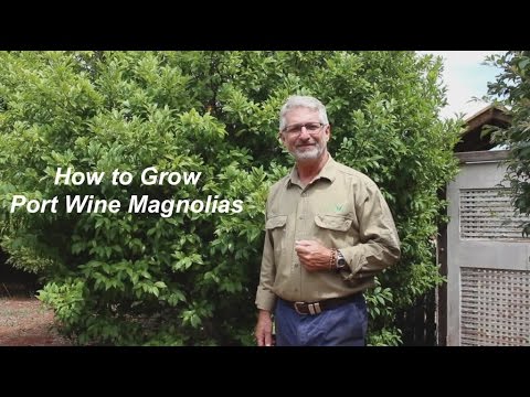 Video: Porastie magnólia portského vína v tieni?