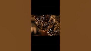 30 Unique Cat Facial Expressions Explained!