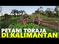 Pasangan petani asal toraja kompak bercocok tanam sayur di lokasi calon ibukota  kalimantan utara