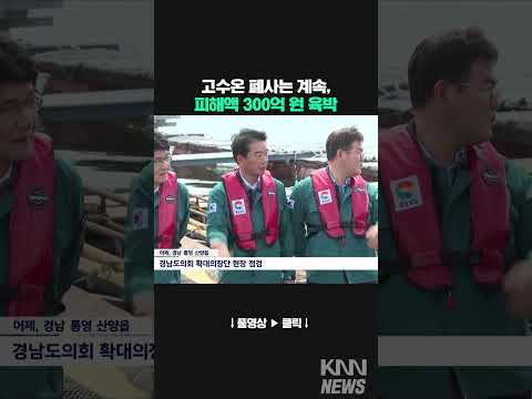 고수온 폐사 계속, 피해액 300억 원 육박/ KNN