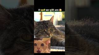 Unbelievable Facts About Cats, Polar Bears &amp; Penguins 🤯 #shorts #facts