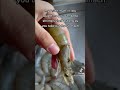 How to EAT shrimp 🍤