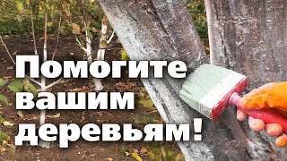 Осенняя Побелка Деревьев. Отличный Рецепт.  Побелка Не Смоется До Весны