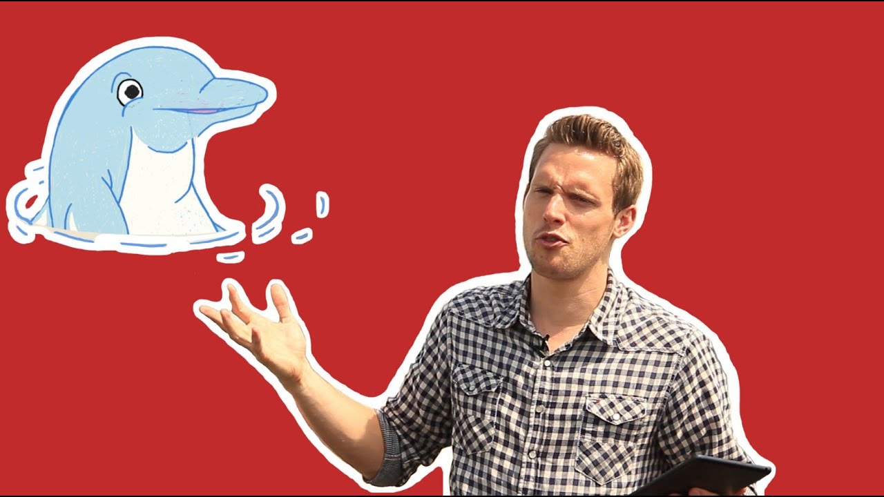 Do Dolphins Sleep? | Greg Foot Answers Your Question | Head Squeeze