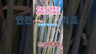 100% 무농약 농산물 대파 모습 공개, 안전한 먹거리죠