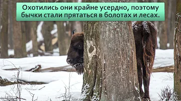 Зубр Судьба более трагичная, чем у американских родственников  Чем отличается бизон от зубра