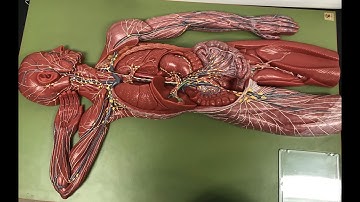 CCC Online Biology Lab - Lymphatic Circulation Model