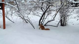 #4 Maine coon & Siberian cat winter walk | Мейн кун и сибирская кошка - зимняя прогулка #4 Maine coon & Siberian cat winter walk | Мейн кун и сибирская кошка - зимняя прогулка