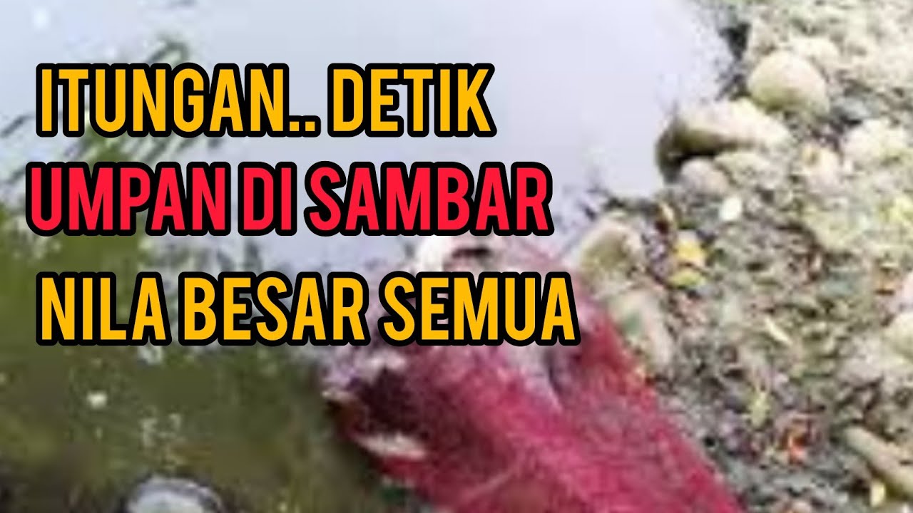 Lumut Umpan Paling Ampuh Untuk Mancing Mujair / Ikan Nila Liar Babon