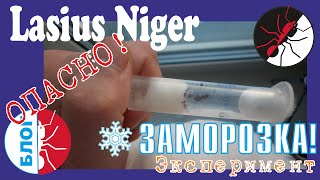 Муравьи Lasius Niger. Опасный эксперимент. Заморозка.
