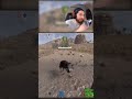 SCARING A WOLF IN RUST! #twitchclips #shorts #twitch #rust #videohighlights #rustgame