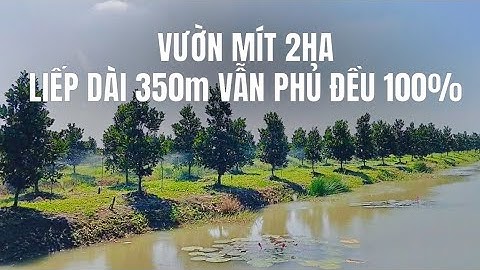 Lắp béc VP10V2 130lít trên cây thủy tinh 12ly - Phủ kín vườn mít trồng dày, độ đồng đều 100%