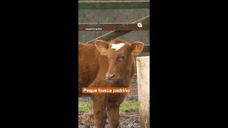 Se queres apadriñalo, ou saber máis sobre o refuxio, podes contactar con @acougorefuxiodeanimales