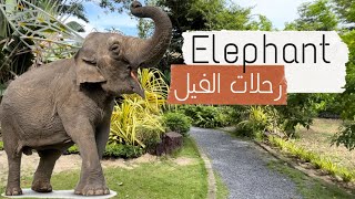 بوكيت ( رحلات الفيل ) elephant trekking 