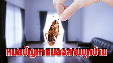 ทริกใหม่หายห่วง! “แมลงสาบ” บุกไม่หยุดหย่อน แนะหยุดทำ 3 ข้อนี้ พร้อมวิธีกำจัดแขกไม่ได้รับเชิญ : RECAP