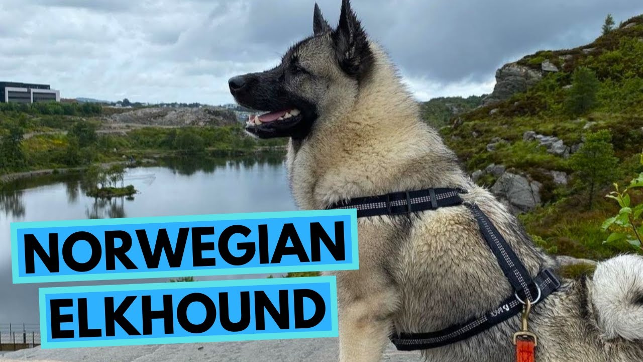 Norwegian Elkhound - Top 10 Interesting Facts - Norsk Elghund