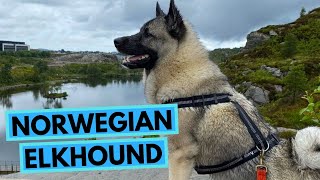 Norwegian Elkhound  TOP 10 Interesting Facts  Norsk Elghund