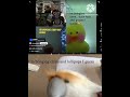 Join with your plushie!! Mine: Philippine Eagle plushie