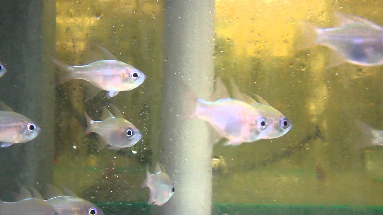 Cardinalfish Threadfin Marine YouTube