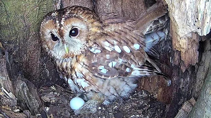 When Tawny Owls Lay Eggs - Incubation Story | Bonnie & Ozzy | Robert E Fuller